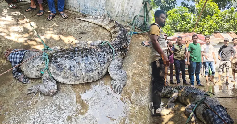 এলাবাসীর কাছ থেকে বন অধিদপ্তরের কাছে কুমির হস্তান্তর